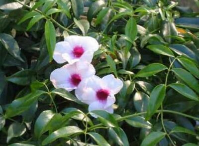 Pandorea jasminoides - fiori