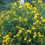 13374_01 Hypericum kalmianum
