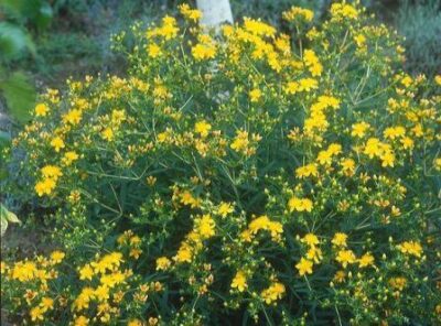 13374_01 Hypericum kalmianum