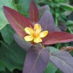 Hypericum androsaemum Albury Purple