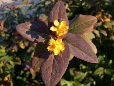 Hypericum androsaemum - IPERICO `ALBURY PURPLE` - immagine 2
