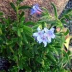 13381_01 Lithodora diffusa