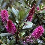 13383_01 Hebe inspiration Veronica