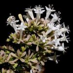 fiori di abelia chinensis