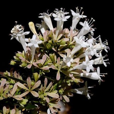 fiori di abelia chinensis