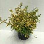 Abelia x grandiflora 'Kaleidoscope'