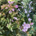 Abelia x grandiflora 'Edward Goucher'