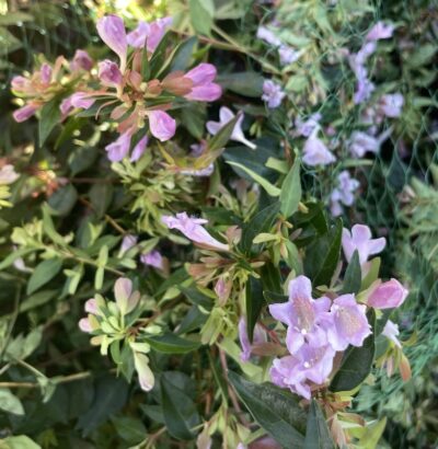 Abelia x grandiflora 'Edward Goucher'