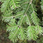 Abies alba