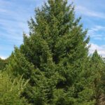 Abies cephalonica