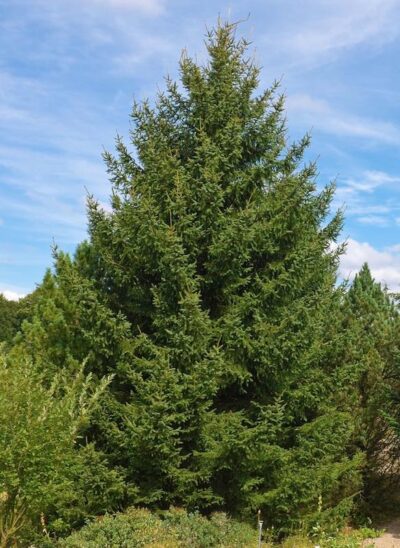 Abies cephalonica