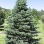 Abies concolor