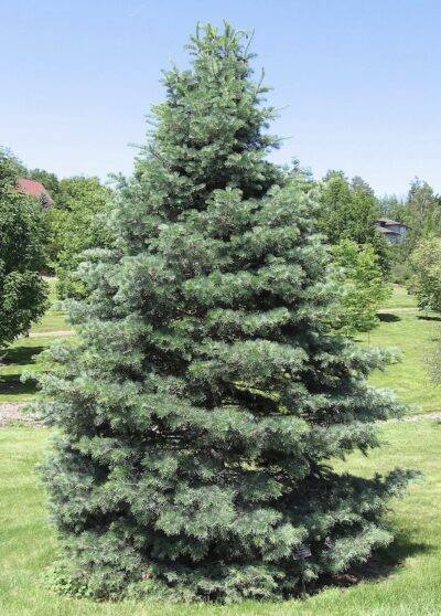 Abies concolor