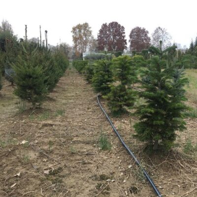 Abies nordmanniana ABETE DEL CAUCASO - immagine 5