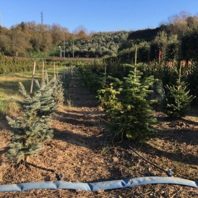 Abies nordmanniana ABETE DEL CAUCASO - immagine 4