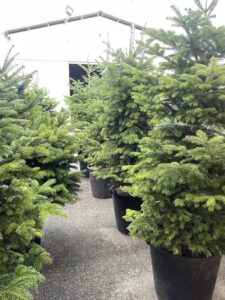 Abies nordmanniana ABETE DEL CAUCASO - Vivai Frappetta NOvembre 2022