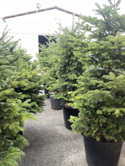 Abies nordmanniana ABETE DEL CAUCASO - Vivai Frappetta NOvembre 2022