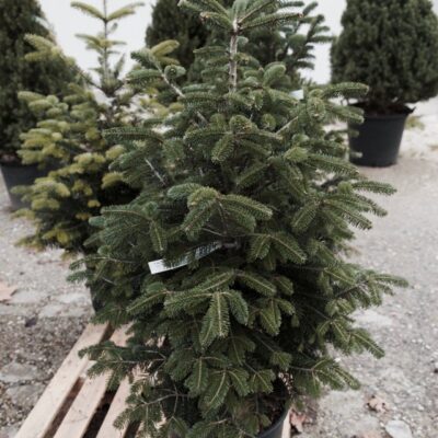 Abies nordmanniana ABETE DEL CAUCASO - immagine 3