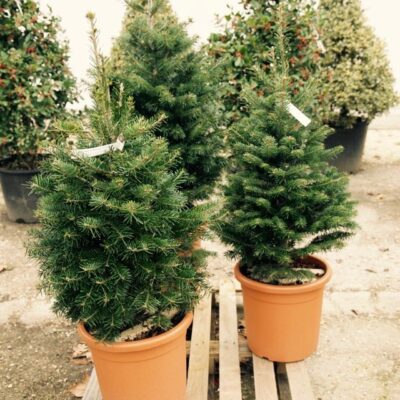 Abies nordmanniana ABETE DEL CAUCASO - immagine 2