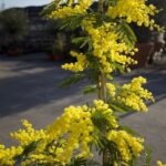 Mimosa Acacia dealbata 'Turner'