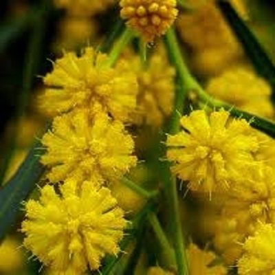 fiori di acacia semperflorens mimosa
