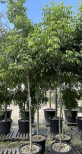 Acer negundo AF