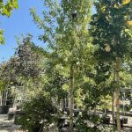 Acer negundo – ACERO BIANCO