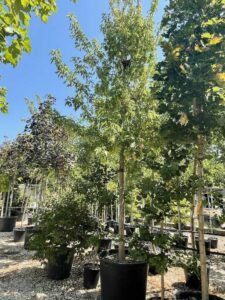 Acer negundo – ACERO BIANCO