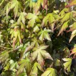 Acer palmatum ACERO GIAPPONESE