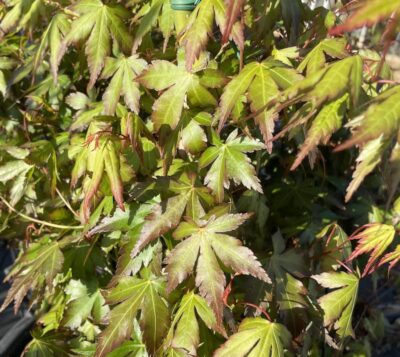 Acer palmatum ACERO GIAPPONESE