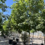 Acer platanoides ACERO RICCIO - Vivai Frappetta