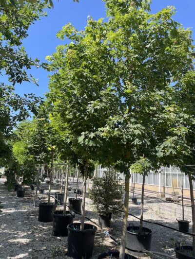 Acer platanoides ACERO RICCIO - Vivai Frappetta