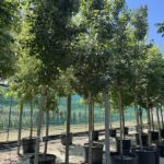 Acer rubrum ACERO ROSSO