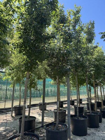 Acer rubrum ACERO ROSSO