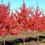 Alberi di Acer rubrum acero rosso