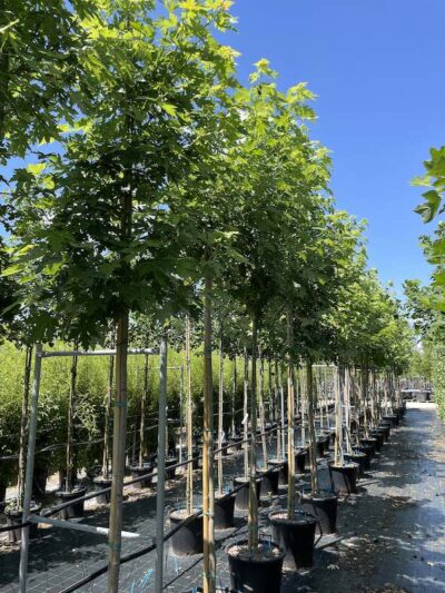 Acer saccharinum ACERO ARGENTEO 10-12
