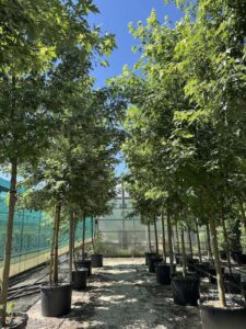 Acer saccharinum ACERO ARGENTEO 20-30