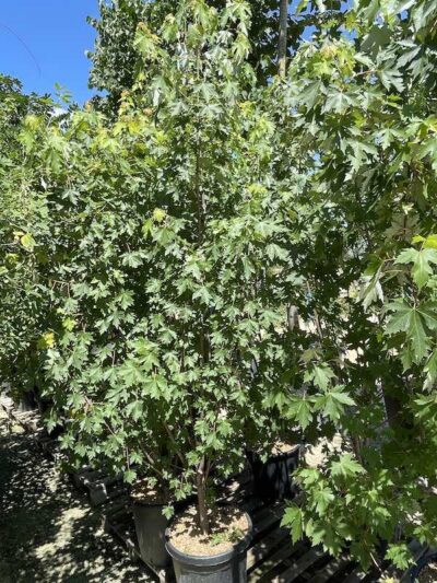 Acer saccharinum ACERO ARGENTEO Cespuglio CL35