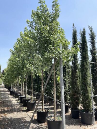 Acer saccharinum - Alto Fusto - Vivai Frappetta
