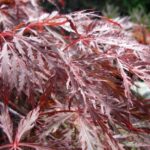 Acer palmatum 'Dissectum Inaba Shidare'