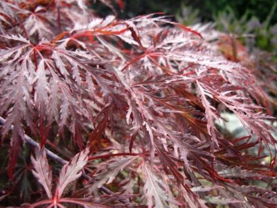 Acer palmatum 'Dissectum Inaba Shidare'