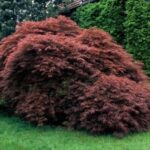 Acer palmatum 'Dissectum Nigrum'
