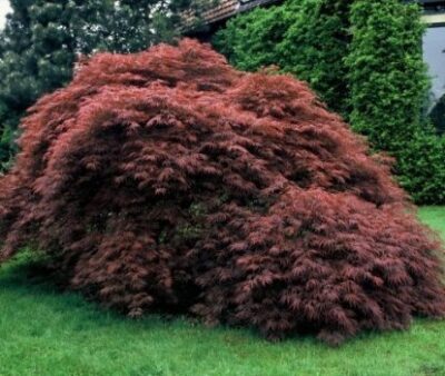 Acer palmatum 'Dissectum Nigrum'