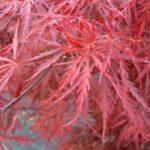 Acer palmatum 'Dissectum Stella Rossa'