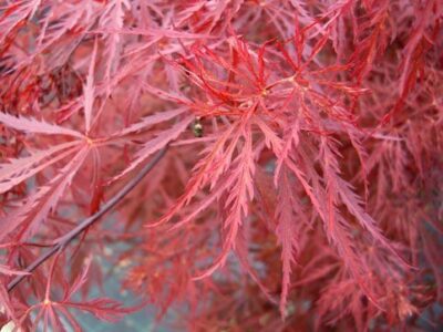 Acer palmatum 'Dissectum Stella Rossa'