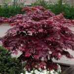 Acer palmatum 'Bloodgood'