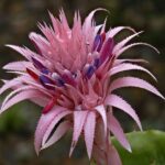 particolare del fiore di aechmea fasciata