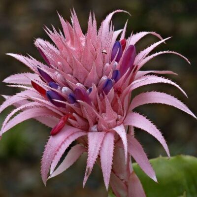 particolare del fiore di aechmea fasciata