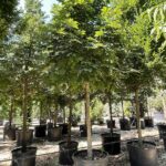 Aesculus hippocastanum IPPOCASTANO
