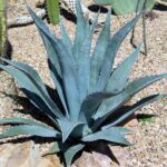 primo piano di agave americana